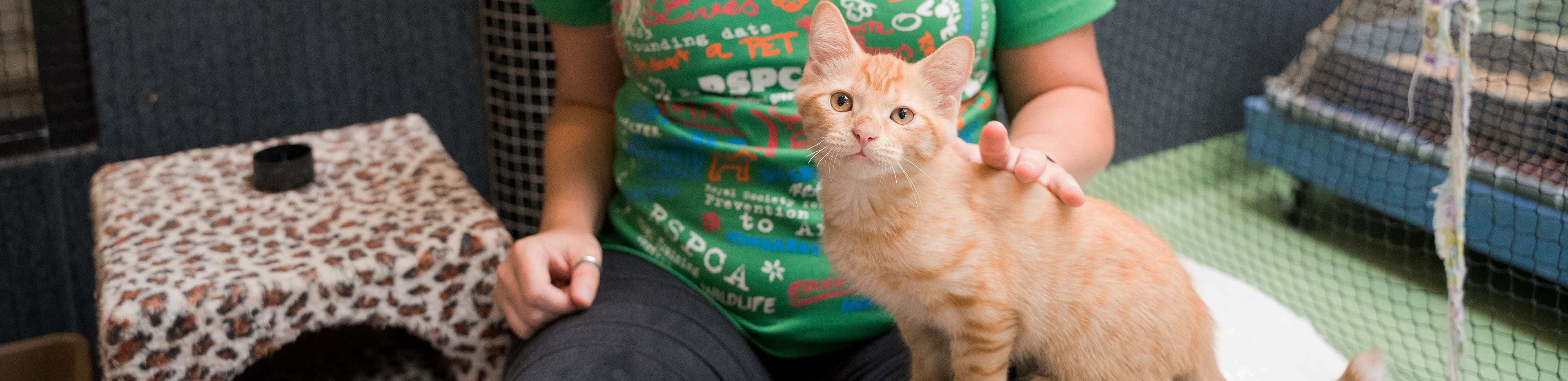 Kitten inside a cat max